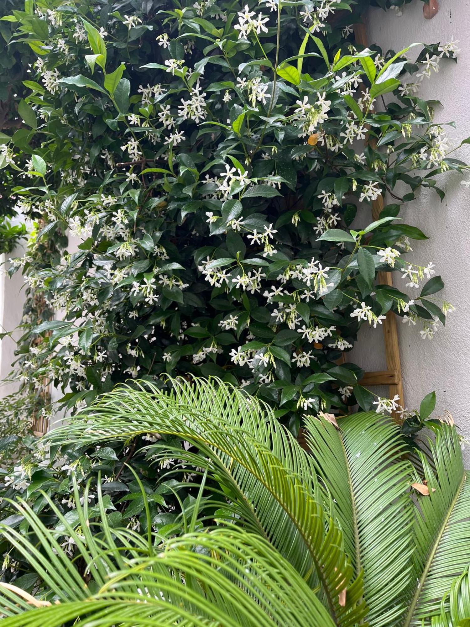 Maria'S Jasmine Lägenhet Volos Exteriör bild